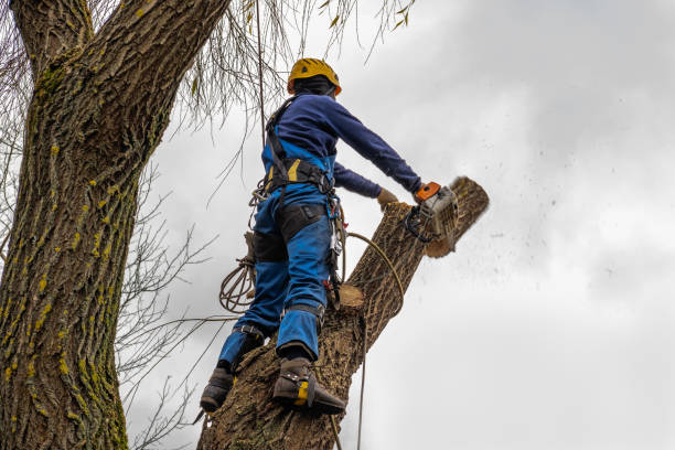 Best Tree Trimming Near Me  in Palmdale, CA